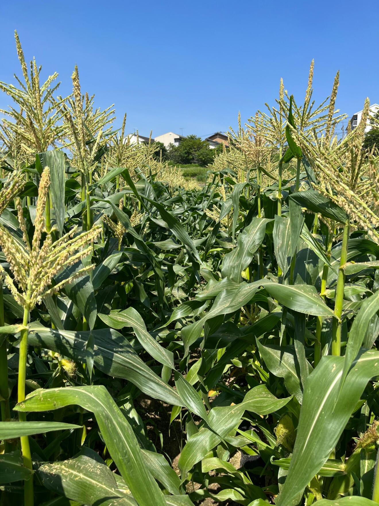 【満足感◎】BIGサイズを厳選！白いとうもろこし「ピュアホワイト」１０本