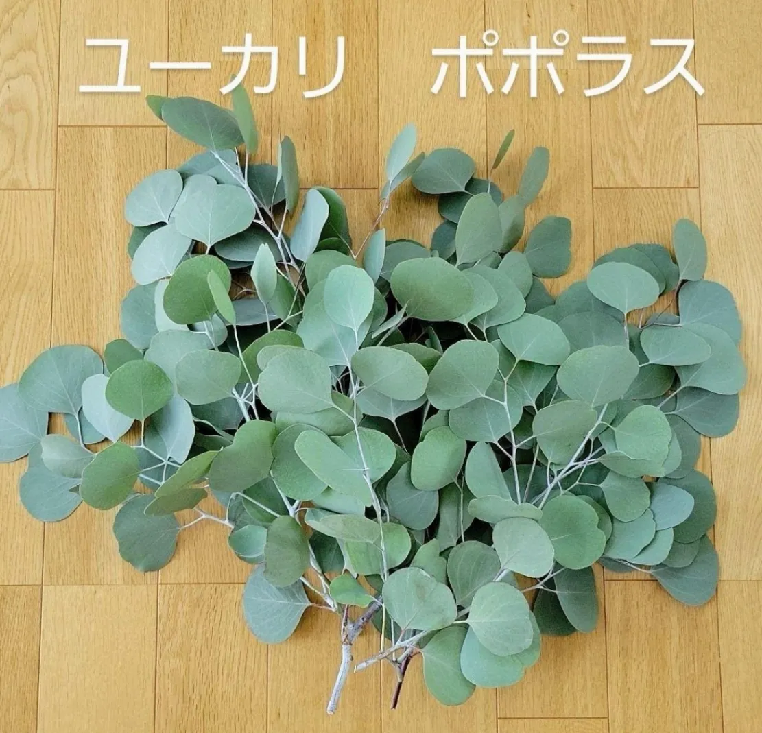ユーカリ　ポポラス☆カット枝葉
