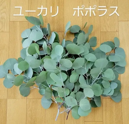 ユーカリ　ポポラス☆カット枝葉