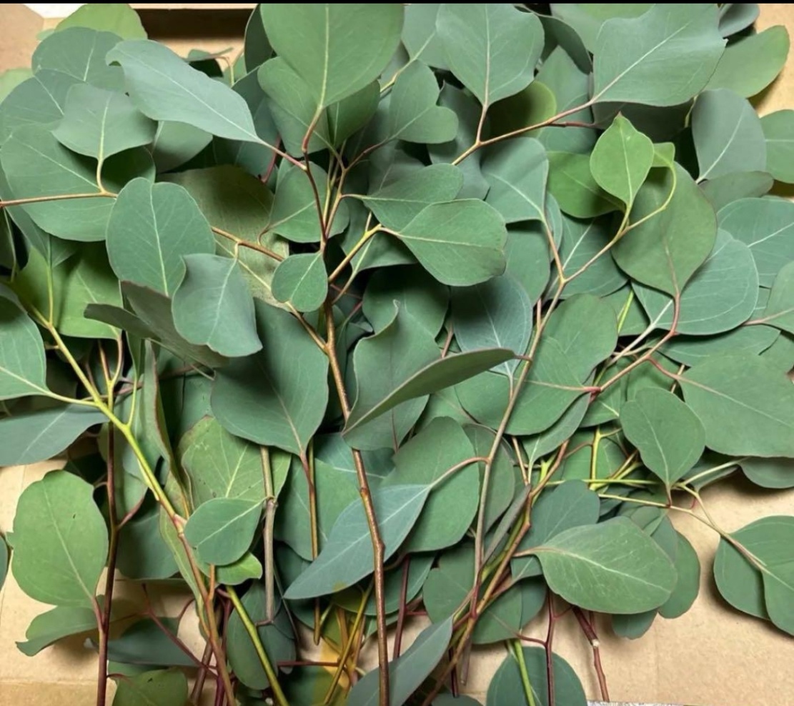 ユーカリ　ポポラス☆カット枝葉