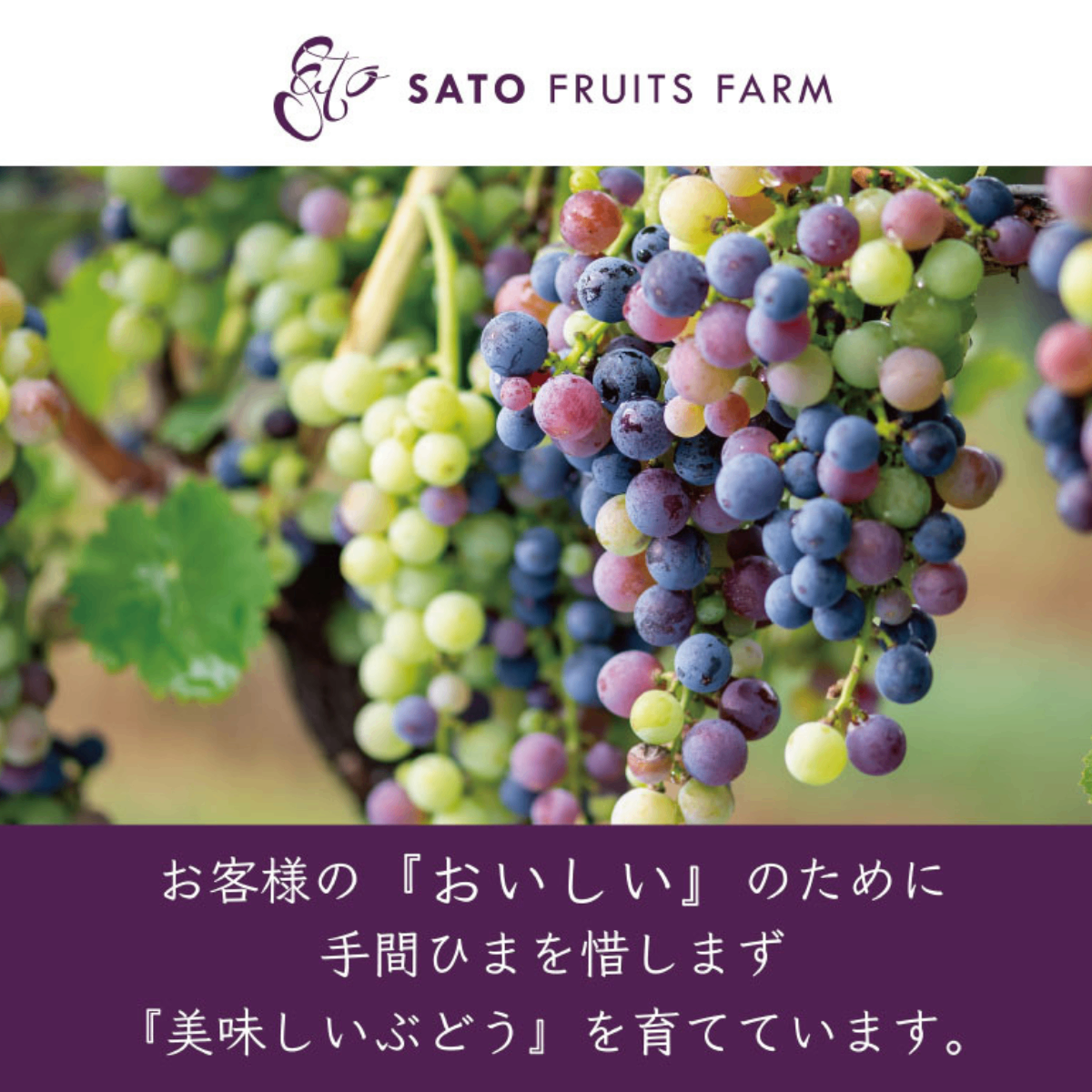 【減農薬ぶどう使用】赤ワイン こだわりのブレンド　ROSSO 2020　長野県須坂市産