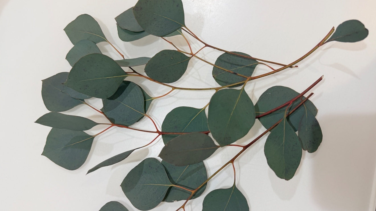 ユーカリ　ポポラス☆カット枝葉