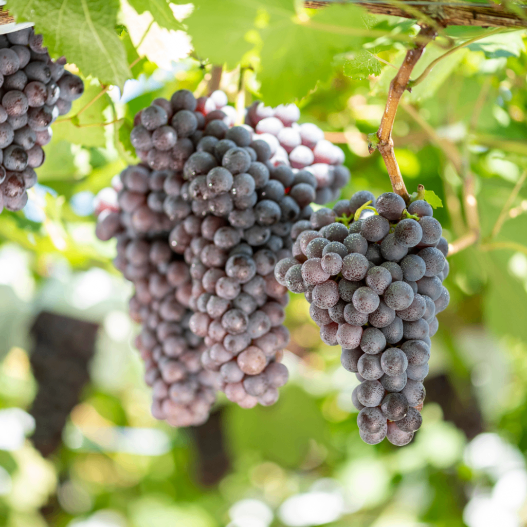 【減農薬ぶどう使用】赤ワイン こだわりのブレンド　ROSSO 2020　長野県須坂市産