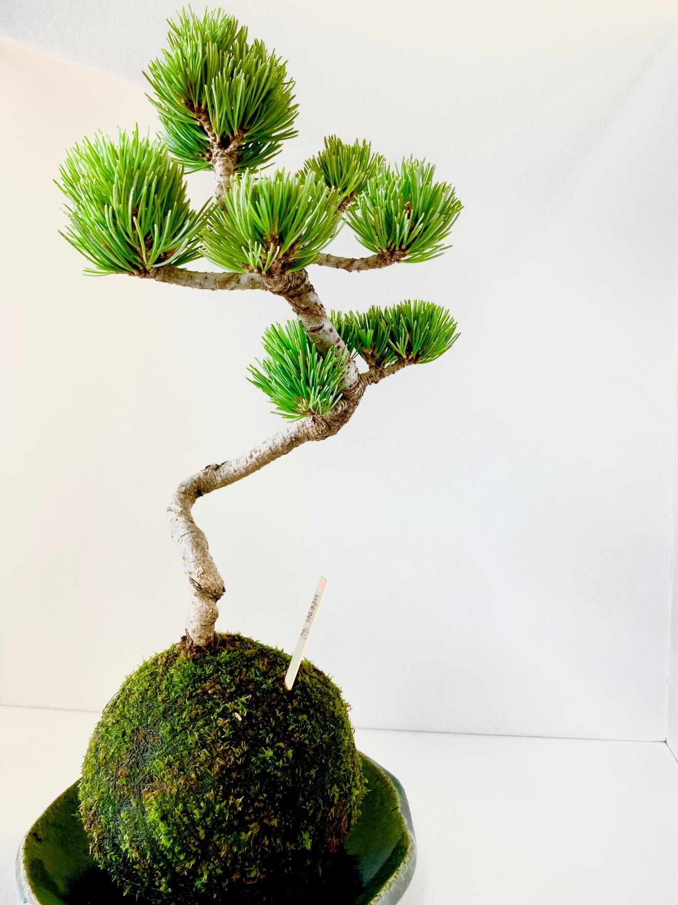 【大人気】職人が手掛ける　苔玉-松　【長寿・開運】