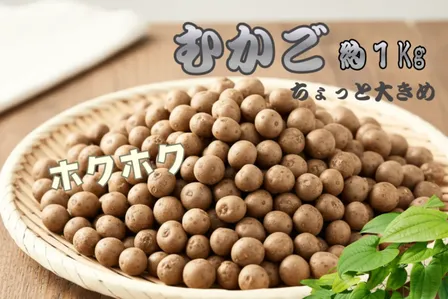 【ちょっと大きめ】きよちゃんのホクホクむかご【食べてみて〜】