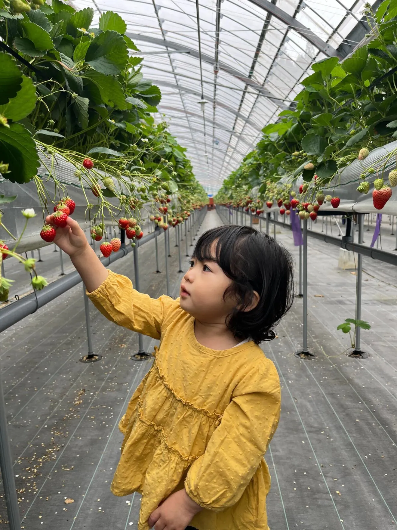 【自分へのご褒美・ギフト】贅沢ドライいちご　無添加・砂糖不使用　大容量お得パック