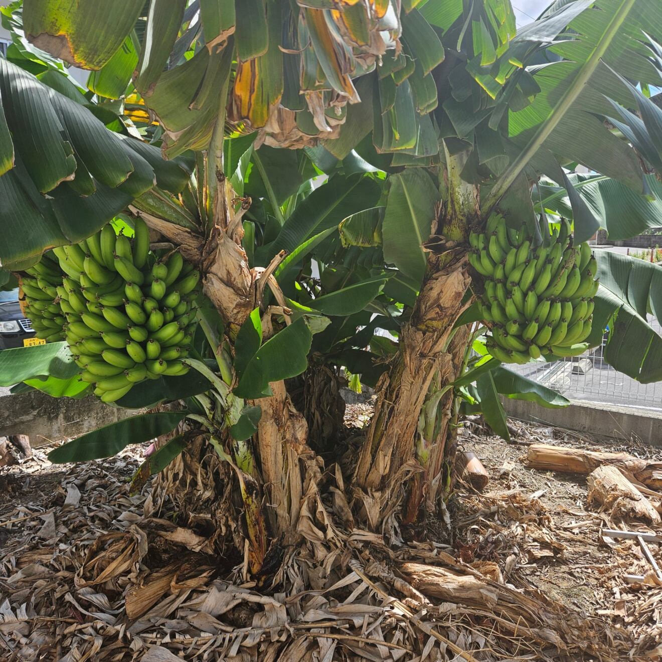 沖縄県産！我が家の庭から「自然派バナナ🍌」を直送します! 
房無しにすることで送料抑えました😆