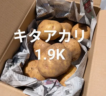 【じゃがいもキタアカリ1.9kg】常温便