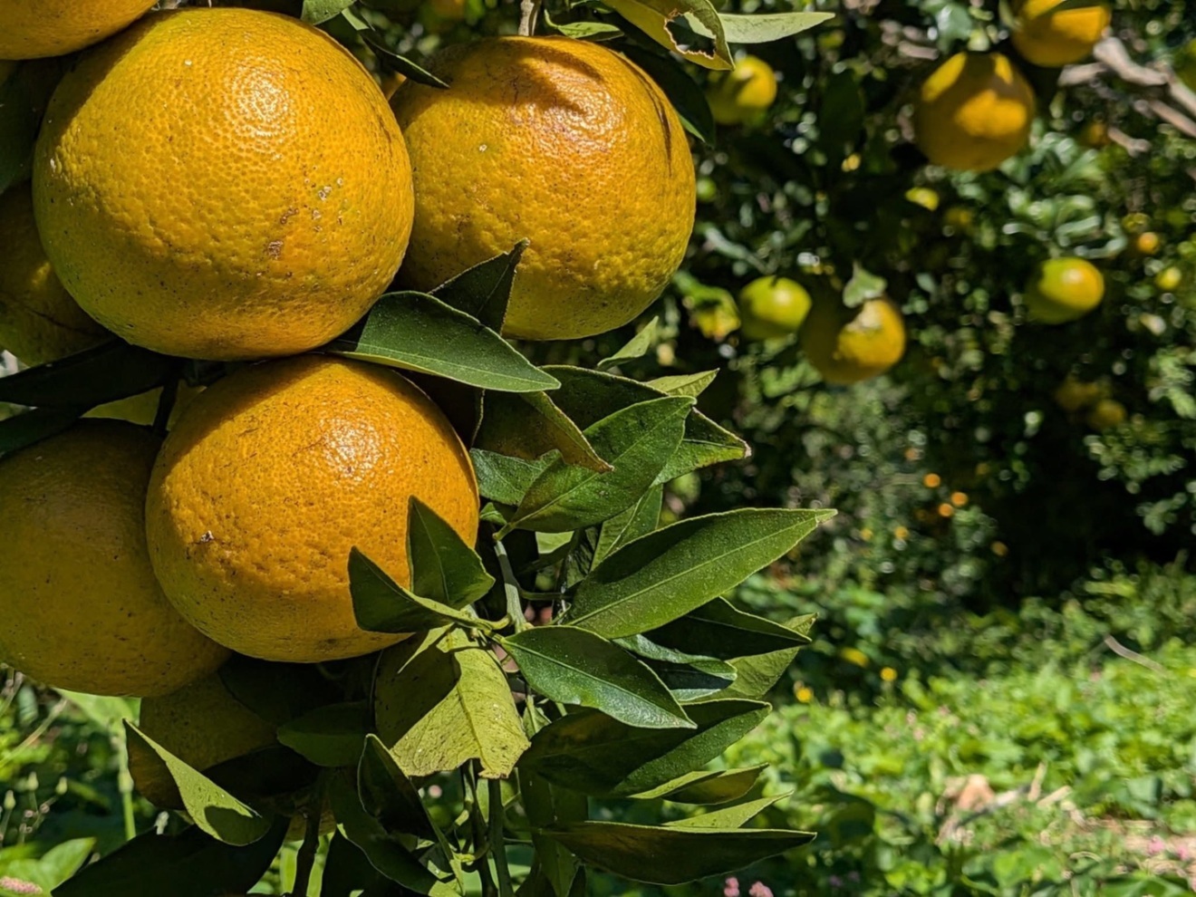 🍊奄美大島産たんかん｜甘み濃厚・旬の味 たっぷり3kg🌴✨