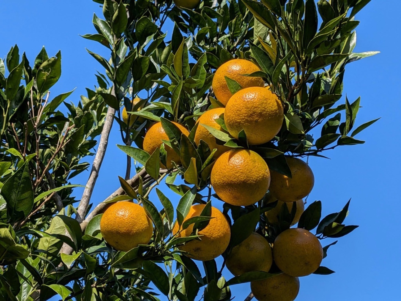 🍊奄美大島産たんかん｜甘み濃厚・旬の味 たっぷり3kg🌴✨