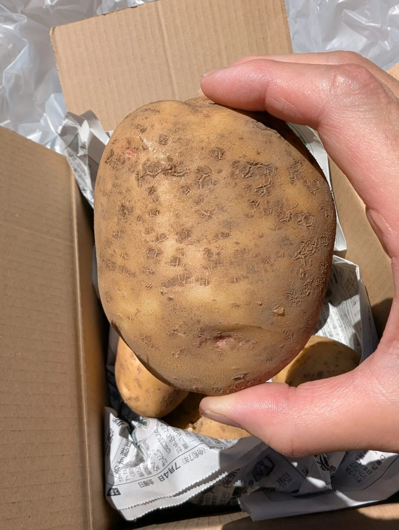 【じゃがいもキタアカリ1.9kg】常温便
