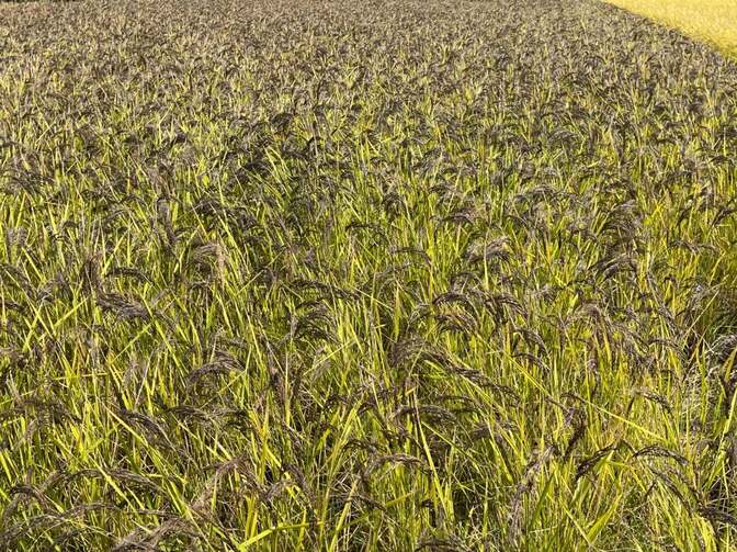 2025年産 無農薬・超希少米（緑米）　　　　　　　　　　　　　　　『美土利米100%』

