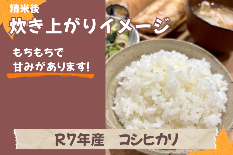＊価格見直しました＊　令和7年栃木県産コシヒカリ【1等米】　新米１０キロ（玄米）