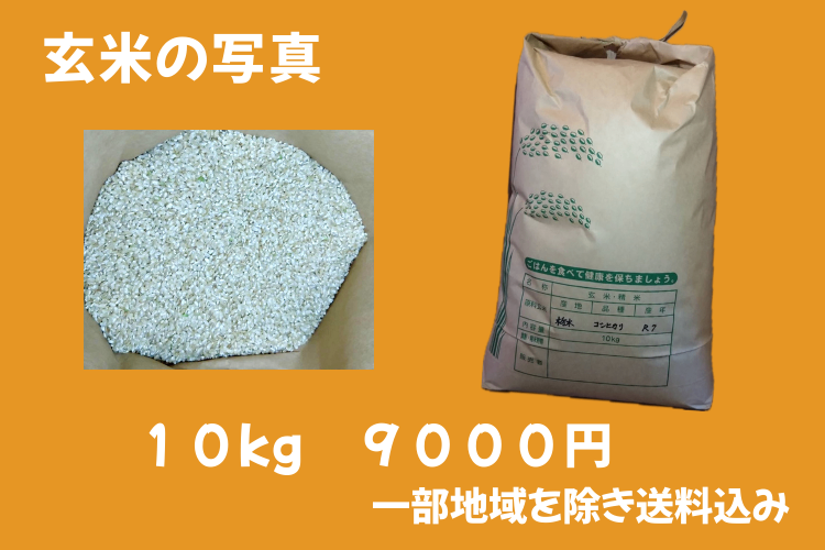 ＊価格見直しました＊　令和7年栃木県産コシヒカリ【1等米】　新米１０キロ（玄米）