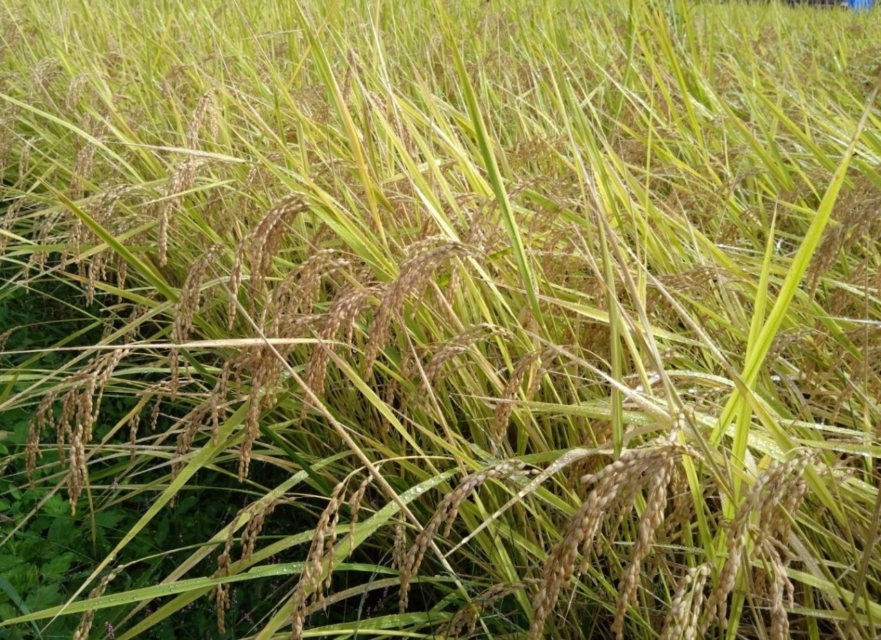 ＊価格見直しました＊　令和7年栃木県産コシヒカリ【1等米】　新米１０キロ（玄米）