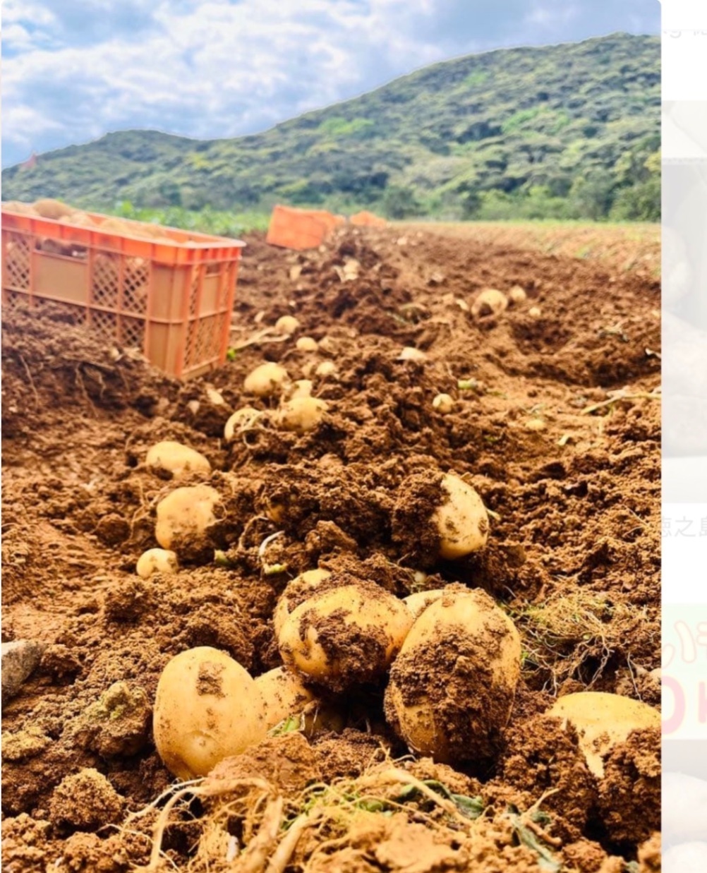 南国の恵み・徳之島産 新じゃがいも 5kg
【5月末までの限定出品】