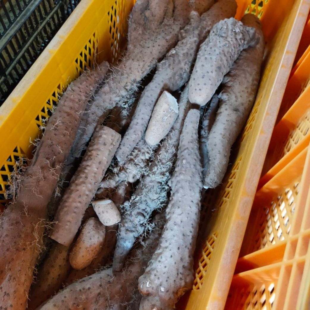 【訳あり】 鳥取県産 粘り抜群！ねばりっこ 3kg