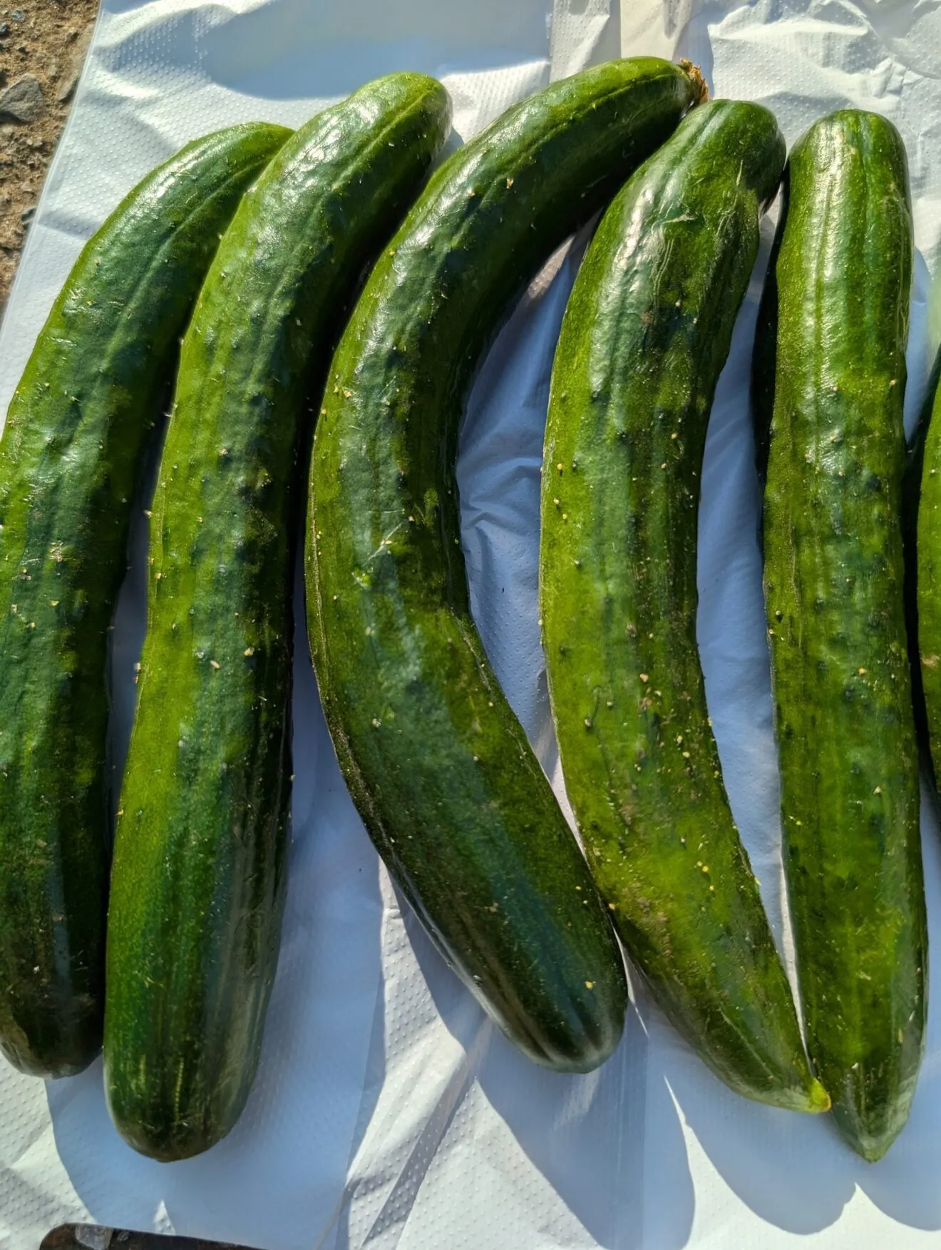 『採りたて夏野菜セット』　きゅうりとナスとトマト３種類！
