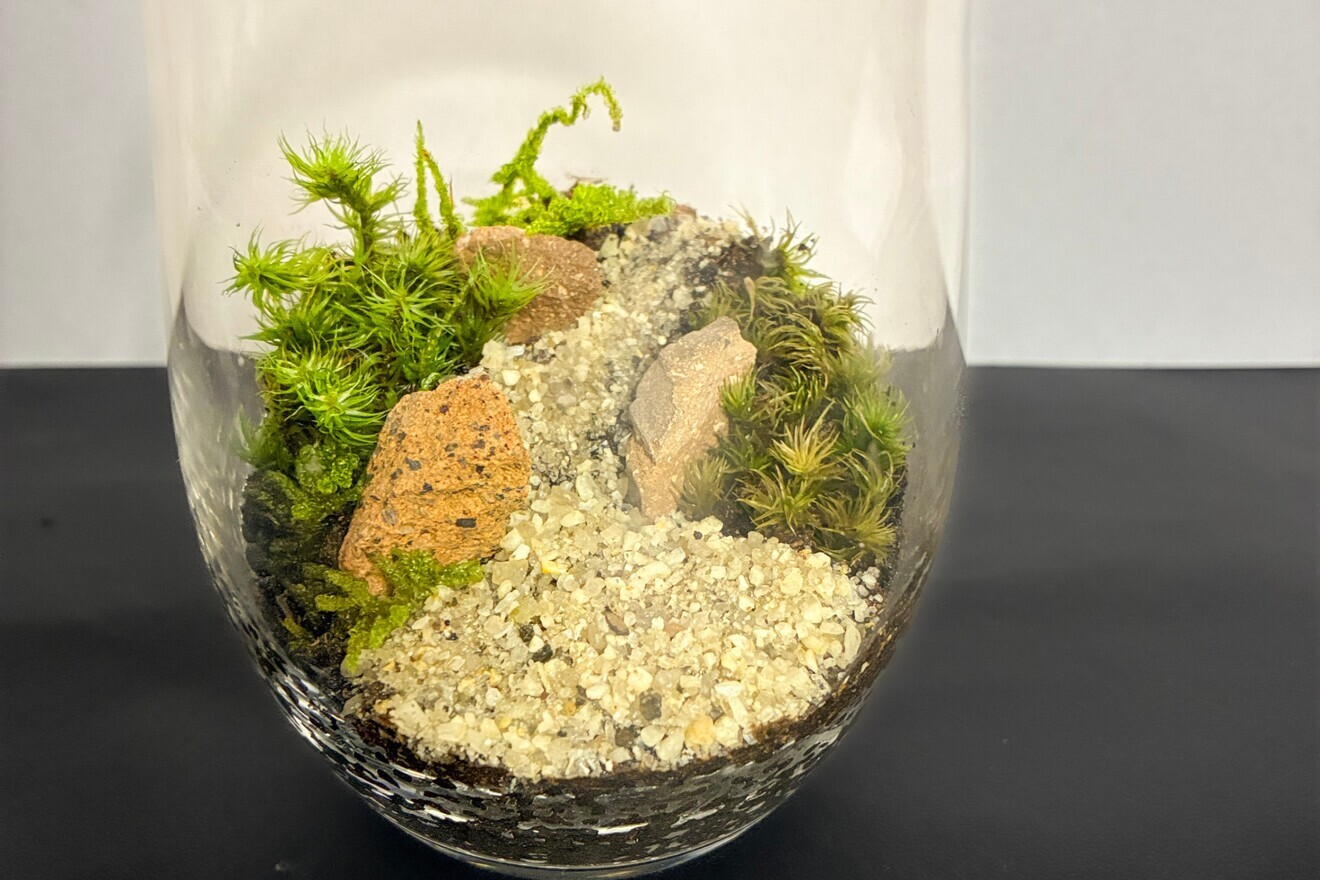 【お手入れ超簡単】苔テラリウム（育て方シート付き）