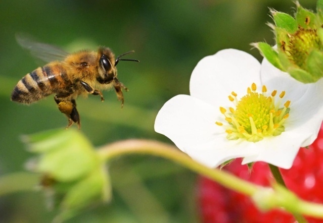 はちみつチーズケーキ🍯スティック🧀基本送料無料！リベポ歓迎【島のお野菜×島の蜂蜜】