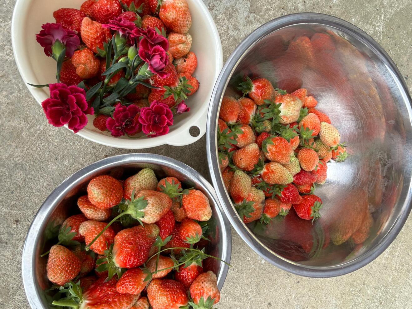 おうちジャム用いちご🍓〜ゴロッと甘い⁉️？ジャムになりたい苺たち🥰〜
（品種は宝交早生です）