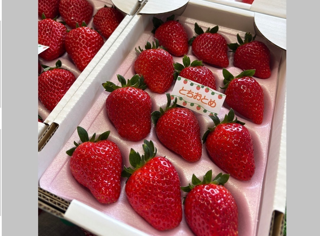 浜いちごのおまかせ詰め合わせ
(12粒入りor15粒入り)