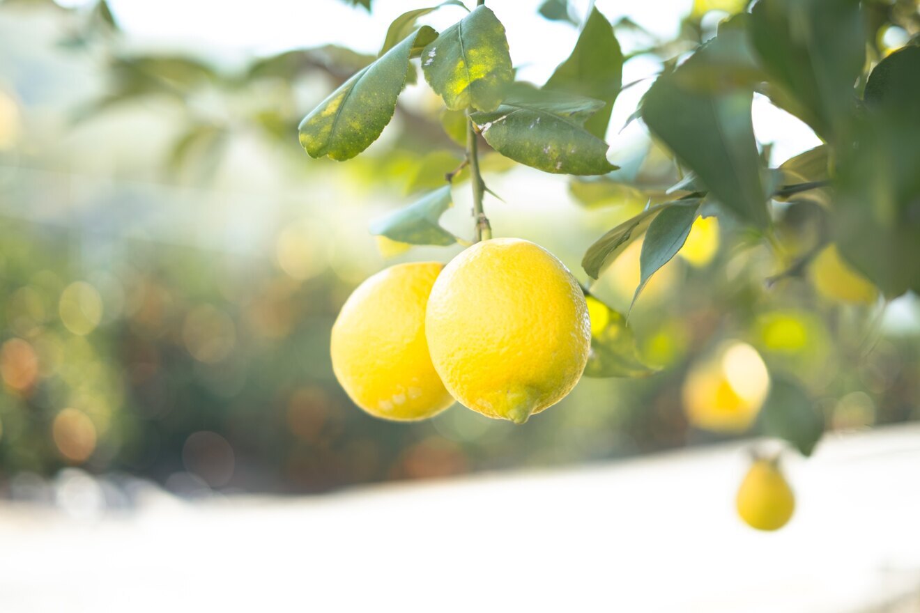 サイズいろいろ レモン15個セット