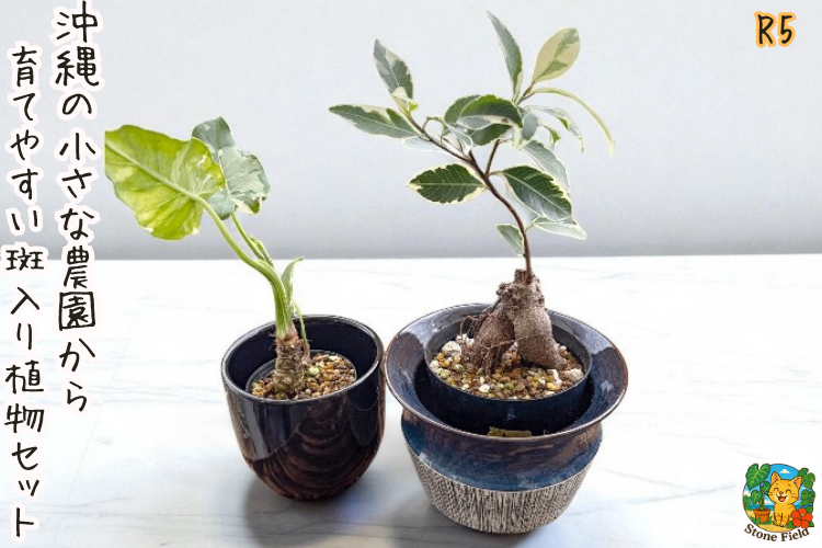 沖縄の小さな農園から｜斑入りガジュマル＆クワズイモの癒しセット・５