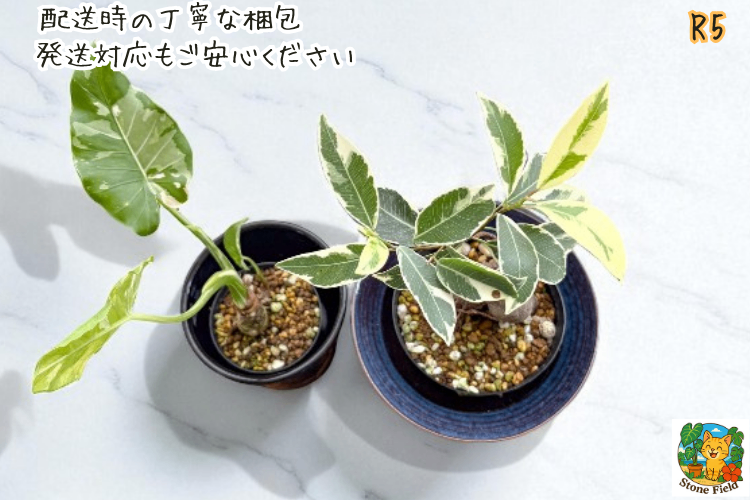 沖縄の小さな農園から｜斑入りガジュマル＆クワズイモの癒しセット・５