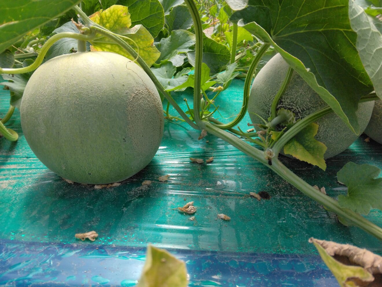 庄内砂丘産　赤青食べ比べメロンセット
