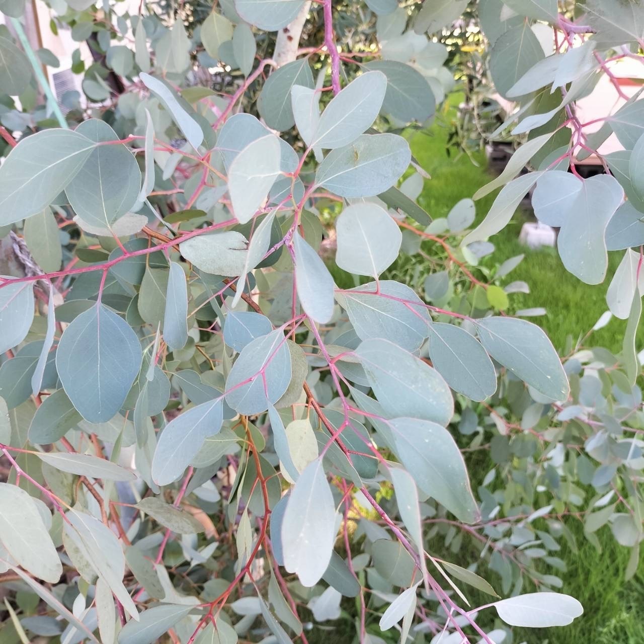 ユーカリ　ポポラス切り枝　A4サイズいっぱい　花材