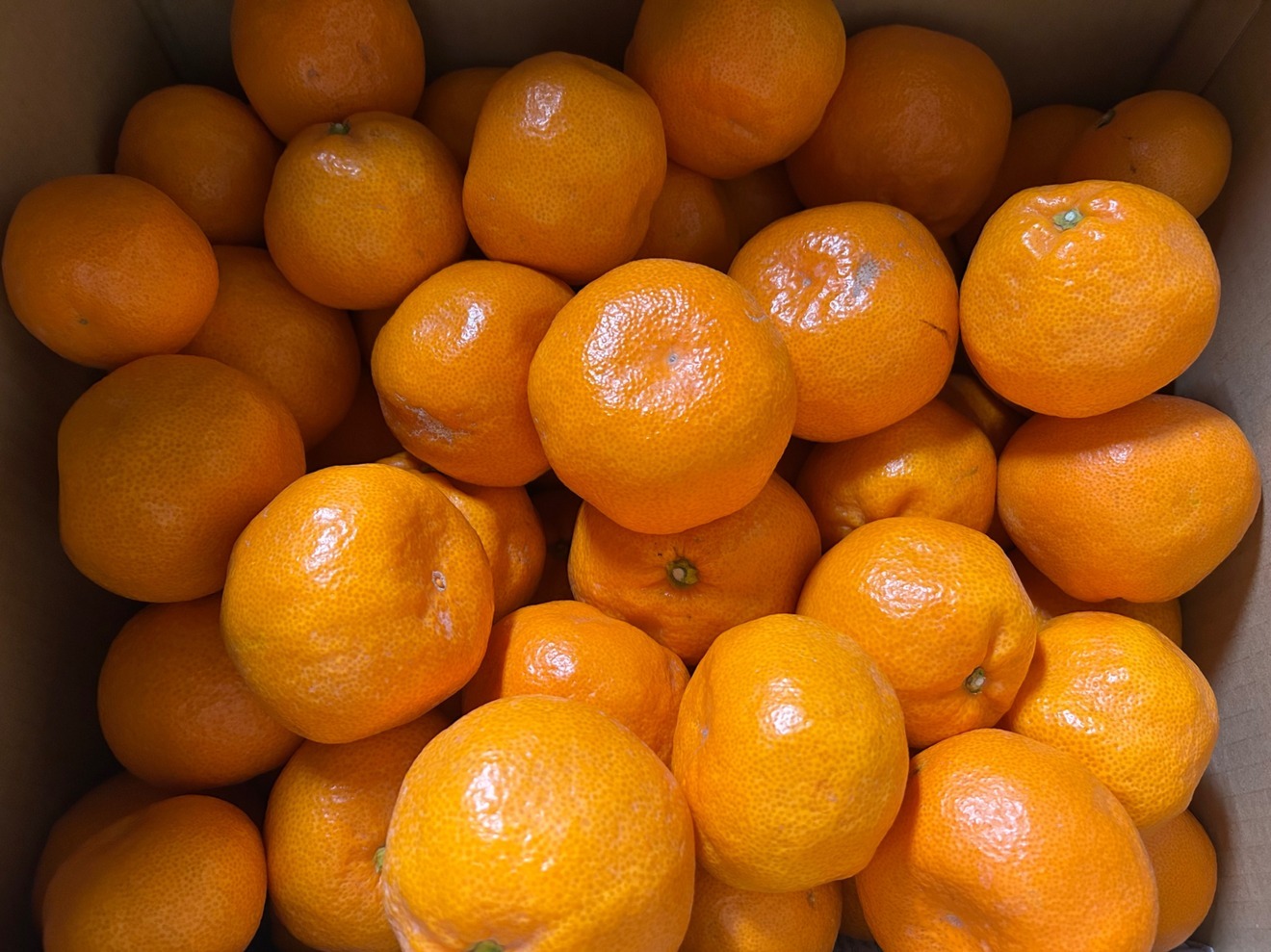 加工用みかん大容量（箱込み15kg）
