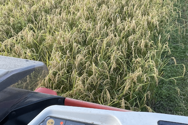 ★お試し★R7コシヒカリ精米900g！5年以上化学肥料不使用・有機肥料で育てたお米！農家直送