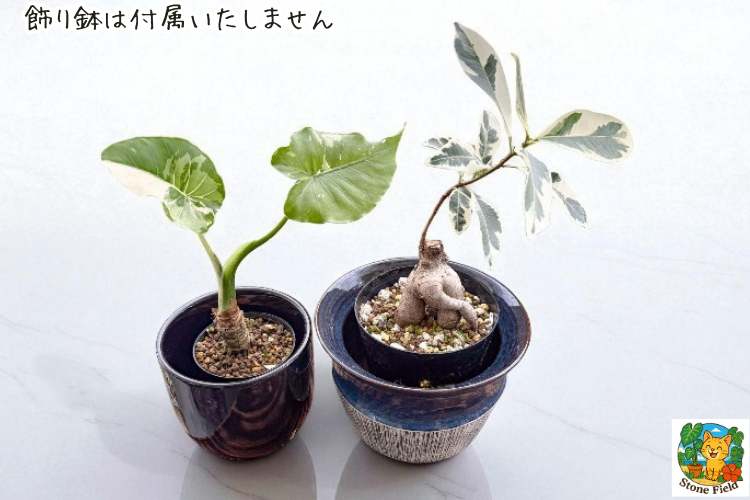 沖縄の小さな農園から｜斑入りガジュマル＆クワズイモの癒しセット・６