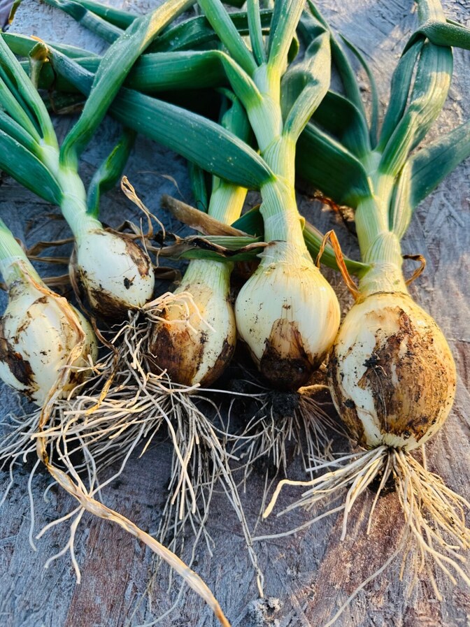 超希少！とろける甘さの新玉ねぎ『春一番』掘りたてをそのまま直送します