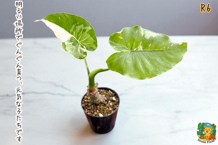 沖縄の小さな農園から｜斑入りガジュマル＆クワズイモの癒しセット・６