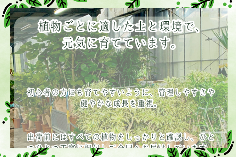 沖縄の小さな農園から｜斑入りガジュマル＆クワズイモの癒しセット・６