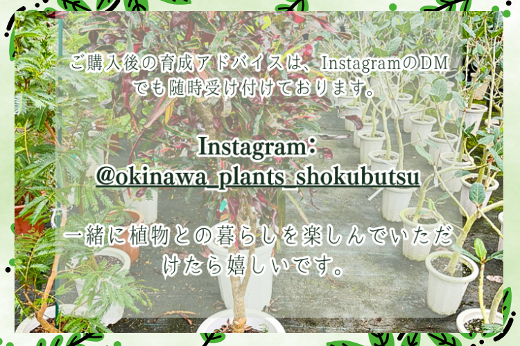 沖縄の小さな農園から｜斑入りガジュマル＆クワズイモの癒しセット・６