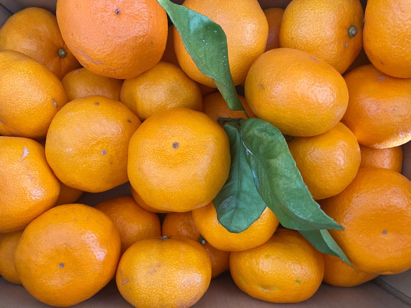 大磯産みかん　10キロ