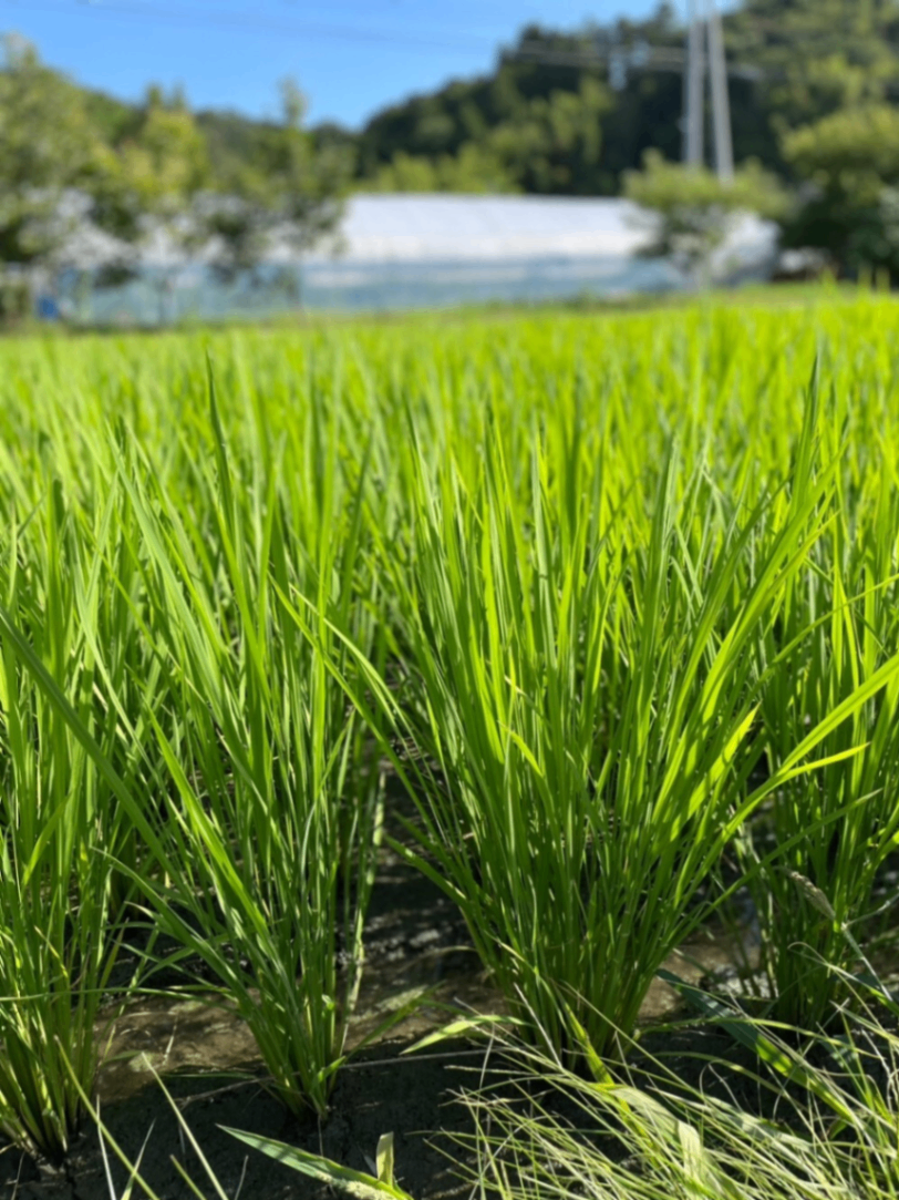 【手渡し限定🤲】R.7年 新米🌾玄米30kg　福島県産コシヒカリ一等米
