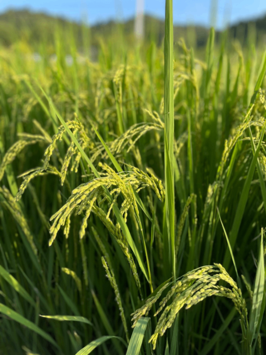 【手渡し限定🤲】R.7年 新米🌾玄米30kg　福島県産コシヒカリ一等米