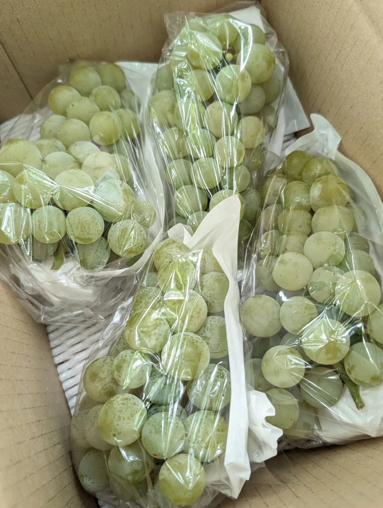 信州塩尻産ぶどう『ナイヤガラ』1.2Kg産地直送！【秋の味覚】