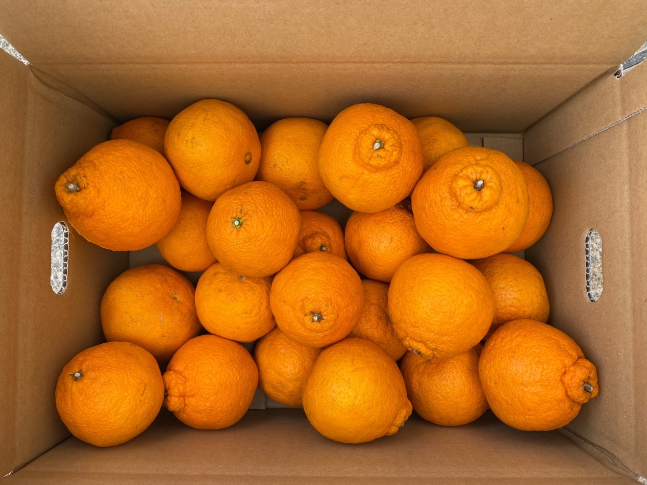 【訳あり】不知火　4.5kg サイズ混在　今季終了間近　福岡県産