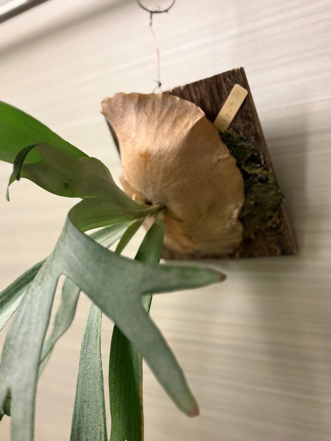 【成長する絵画！！】
ビカクシダ・ホワイトホーク＼(^o^)／