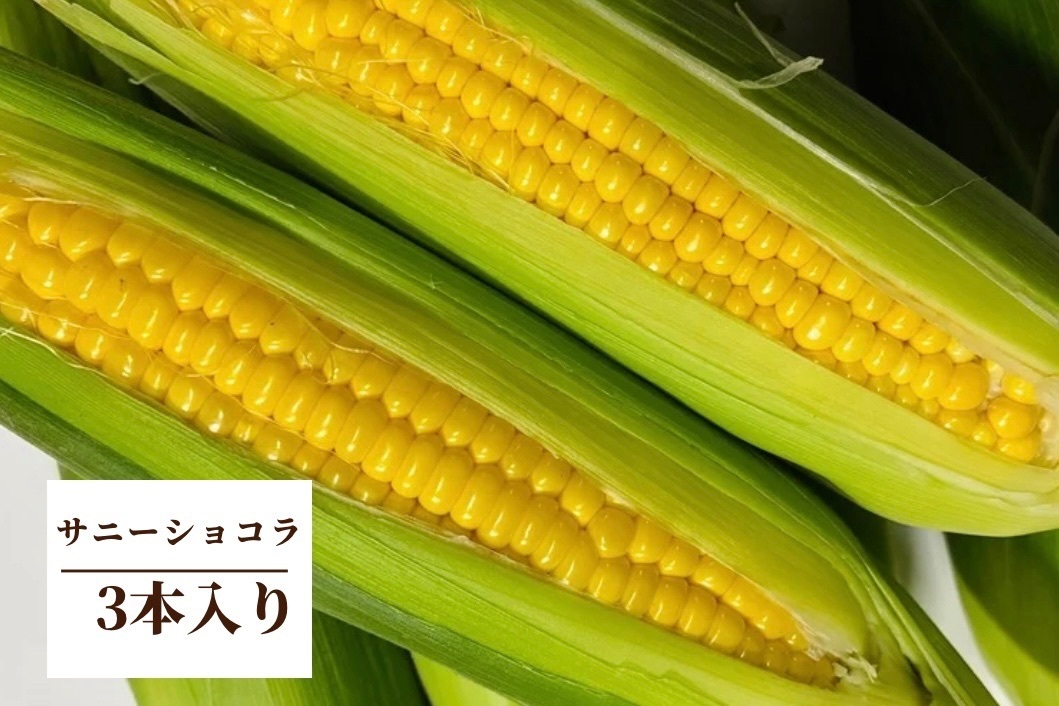 希少！この時期のとうもろこし3本入り♡限定出荷！ 朝採れの新鮮さをそのまま食卓へ