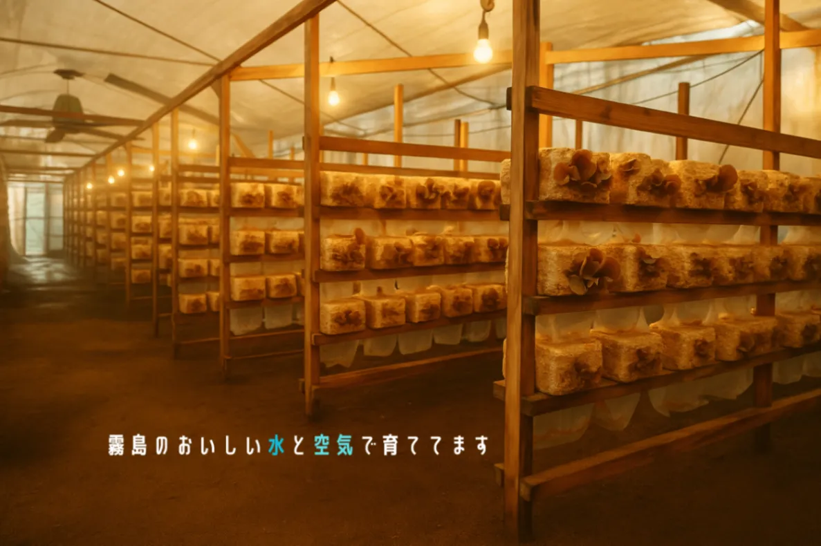 鹿児島県産  霧島生きくらげ【500g】