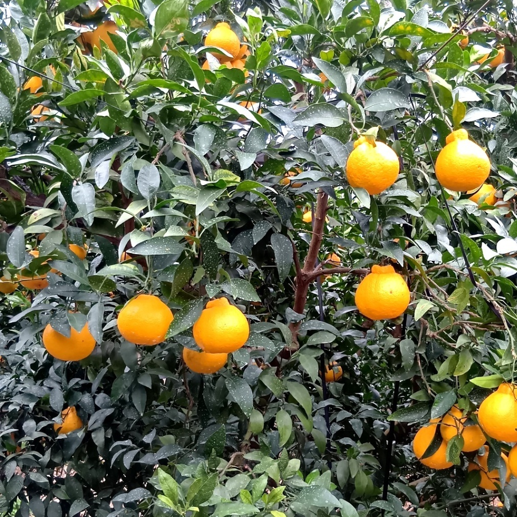 デコがポイント！不知火【小玉サイズ 贈答用 2.1～2.2kg】