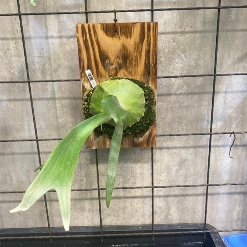 ビカクシダ｜品種キリン そのまま飾れます！　板サイズ17✖️30