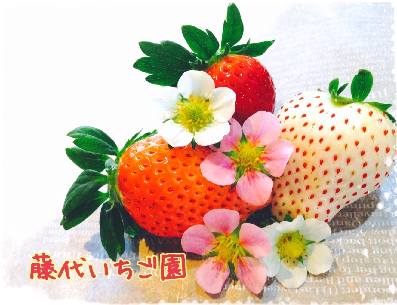 浜いちごのアイスとシャーベットの詰め合わせ10個セット