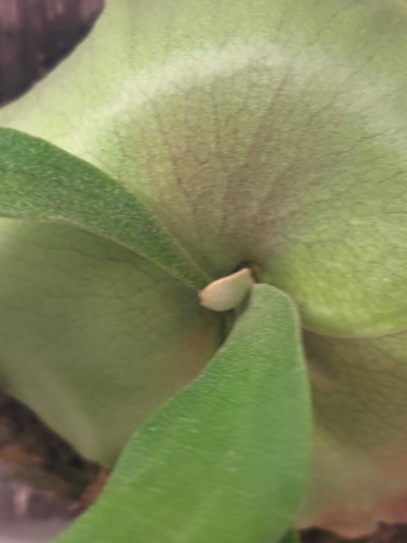 【壁に飾れる植物】ビカクシダ　ウィリンキー×ゲイシャ